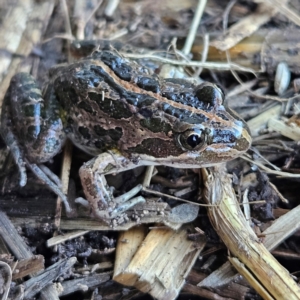 Limnodynastes tasmaniensis at Braidwood, NSW - 17 Aug 2024