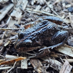 Limnodynastes tasmaniensis at Braidwood, NSW - 17 Aug 2024 04:41 PM