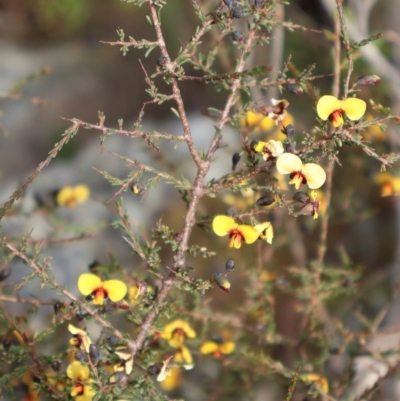 Dillwynia ramosissima (Bushy Parrot-pea) at Twelve Mile Peg, NSW - 10 Aug 2024 by Clarel