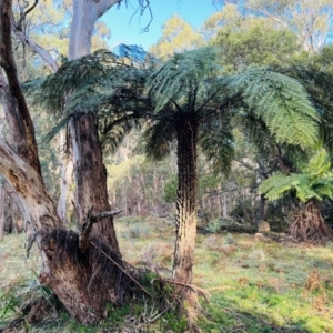 Cyathea australis subsp. australis at Harolds Cross, NSW - 17 Aug 2024