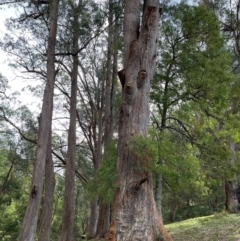 Eucalyptus fastigata at Harolds Cross, NSW - 17 Aug 2024 by doug_richards