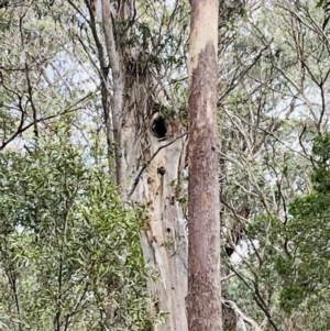 Eucalyptus sp. at Harolds Cross, NSW - 17 Aug 2024