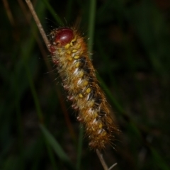 Pterolocera (genus) (Antheliid moth) at Freshwater Creek, VIC - 20 Sep 2022 by WendyEM