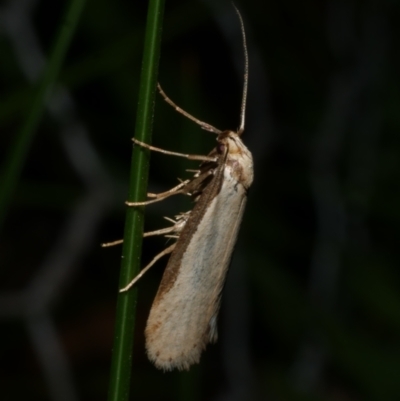 Philobota xiphostola at Freshwater Creek, VIC - 20 Sep 2022 by WendyEM