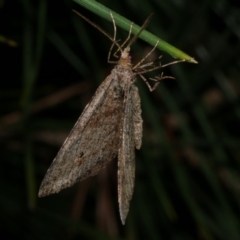 Parosteodes fictiliaria (Dodonaea Moth) at Freshwater Creek, VIC - 20 Sep 2022 by WendyEM