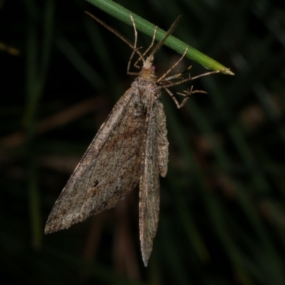 Parosteodes fictiliaria (Dodonaea Moth) at Freshwater Creek, VIC - 20 Sep 2022 by WendyEM