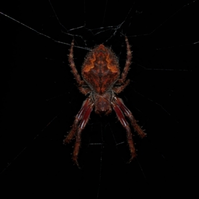 Hortophora transmarina (Garden Orb Weaver) at Freshwater Creek, VIC - 20 Sep 2022 by WendyEM