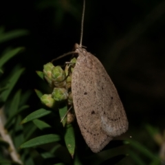 Chezala privatella (A Concealer moth) at Freshwater Creek, VIC - 26 Sep 2022 by WendyEM