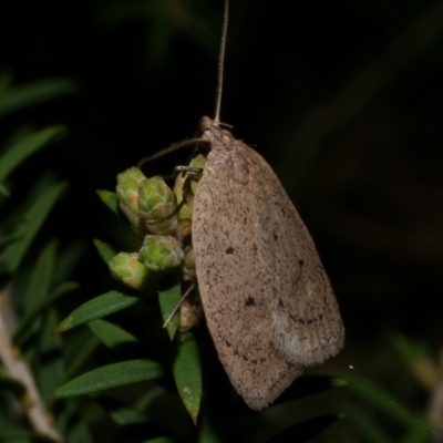 Chezala privatella (A Concealer moth) at Freshwater Creek, VIC - 26 Sep 2022 by WendyEM