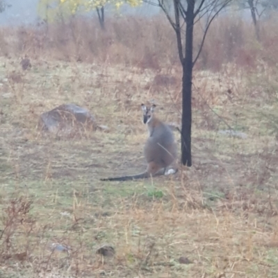 Notamacropus rufogriseus (Red-necked Wallaby) at Lyons, ACT - 13 Aug 2024 by jmcleod