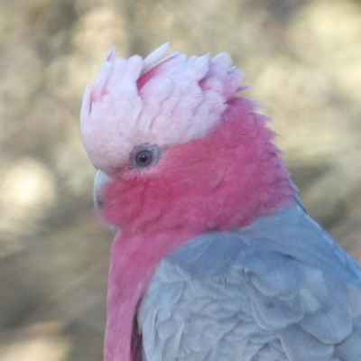 Eolophus roseicapilla (Galah) at Braidwood, NSW - 17 Aug 2024 by MatthewFrawley