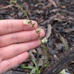 Acacia gunnii (Ploughshare Wattle) at Chiltern, VIC - 17 Aug 2024 by Darcy