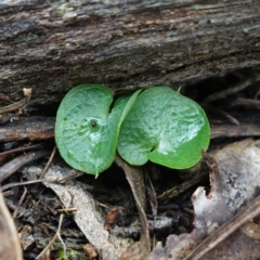 Corysanthes sp. (A Helmet Orchid) by RobG1