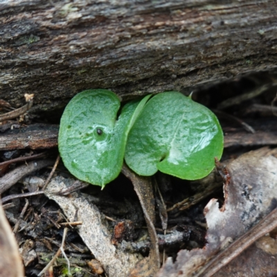 Corysanthes sp. (A Helmet Orchid) at Denman Prospect, ACT by RobG1