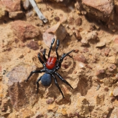 Missulena occatoria (Red-headed Mouse Spider) at Bruce, ACT - 17 Aug 2024 by David