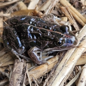 Limnodynastes tasmaniensis at Braidwood, NSW - 18 Aug 2024 09:31 AM