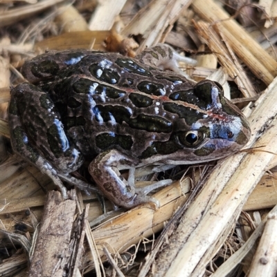 Limnodynastes tasmaniensis (Spotted Grass Frog) at Braidwood, NSW - 17 Aug 2024 by MatthewFrawley