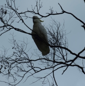 Cacatua galerita at Jacka, ACT - 22 Aug 2023