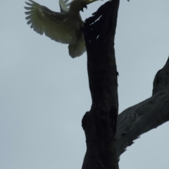 Cacatua galerita at Jacka, ACT - 22 Aug 2023