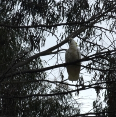 Cacatua galerita at Jacka, ACT - 22 Aug 2023