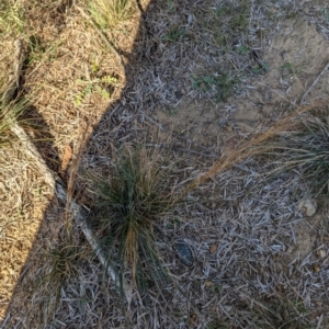 Austrostipa scabra at Florey, ACT - 27 Jul 2024