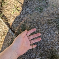 Austrostipa scabra at Florey, ACT - 27 Jul 2024