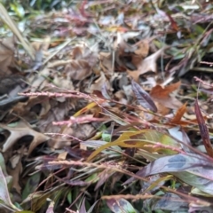 Persicaria decipiens (Slender Knotweed) at Florey, ACT - 13 Jun 2024 by rbannister