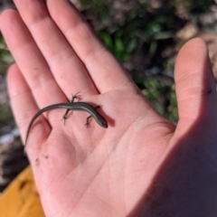 Lampropholis delicata (Delicate Skink) at Evatt, ACT - 2 Aug 2024 by rbannister