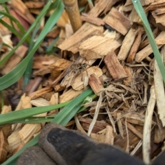 Lycosidae (family) (Wolf spider) at Evatt, ACT - 17 Aug 2024 by rbannister
