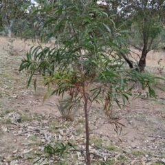 Acacia implexa (Hickory Wattle, Lightwood) at Fadden, ACT - 18 Aug 2024 by LPadg