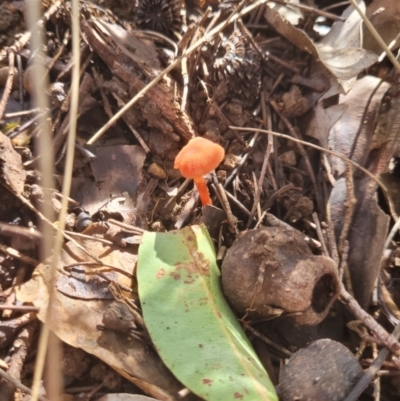 Unidentified Fungus at Roleystone, WA - 16 Aug 2024 by bookbuster