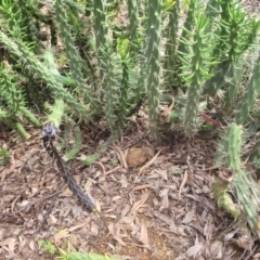 Unidentified Cactus / Succulent at Roleystone, WA - 16 Aug 2024 by bookbuster