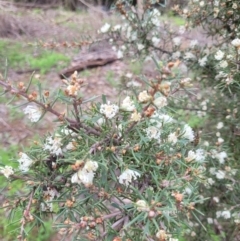 Unidentified Other Shrub at Roleystone, WA - 16 Aug 2024 by bookbuster