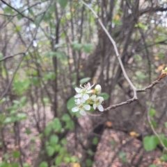 Unidentified Other Tree at Roleystone, WA - 16 Aug 2024 by bookbuster