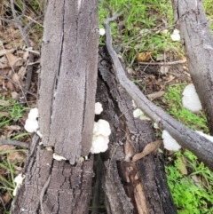 Unidentified Fungus at Roleystone, WA - 16 Aug 2024 by bookbuster