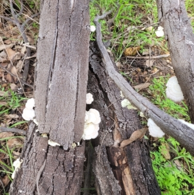 Unidentified Fungus at Roleystone, WA - 16 Aug 2024 by bookbuster