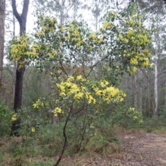 Acacia pedina (Wattle) at Bermagui, NSW - 14 Aug 2024 by plants