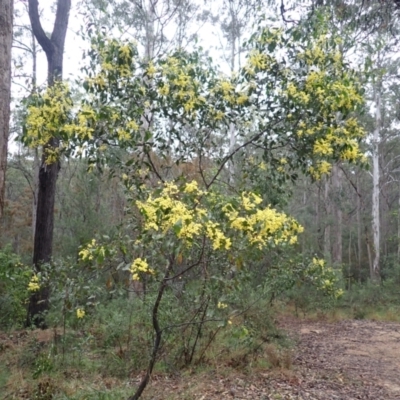 Acacia pedina (Wattle) at Bermagui, NSW - 14 Aug 2024 by plants