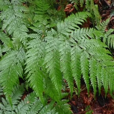 Lastreopsis decomposita (Trim Shield Fern) at Bermagui, NSW - 14 Aug 2024 by plants