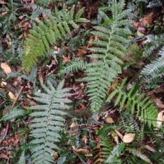 Polystichum australiense (Harsh Shield Fern) at Bermagui, NSW - 14 Aug 2024 by plants