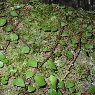 Pyrrosia rupestris (Rock Felt Fern) at Bermagui, NSW - 14 Aug 2024 by plants