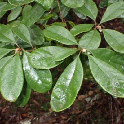 Pittosporum revolutum (Large-fruited Pittosporum) at Bermagui, NSW - 14 Aug 2024 by plants