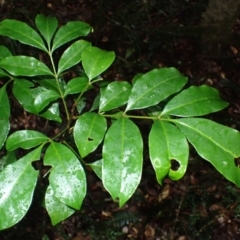 Synoum glandulosum subsp. glandulosum (Scentless Rosewood) at Bermagui, NSW - 14 Aug 2024 by plants