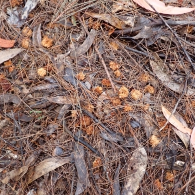 Calyptorhynchus lathami lathami (Glossy Black-Cockatoo) at Cuttagee, NSW - 14 Aug 2024 by plants