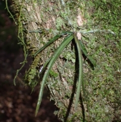 Sarcochilus hillii (Morrison's Tree-orchid, or Myrtle Bells) at Big Hill, NSW - 14 Aug 2024 by plants