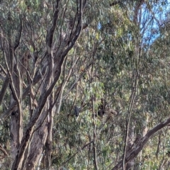 Callocephalon fimbriatum (Gang-gang Cockatoo) at Uriarra Village, ACT - 17 Aug 2024 by RobynHall