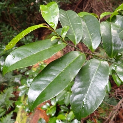 Eupomatia laurina (Bolwarra) at Wapengo, NSW - 14 Aug 2024 by plants