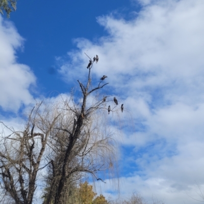 Calyptorhynchus banksii (Red-tailed Black-cockatoo) at Roleystone, WA - 13 Aug 2024 by bookbuster