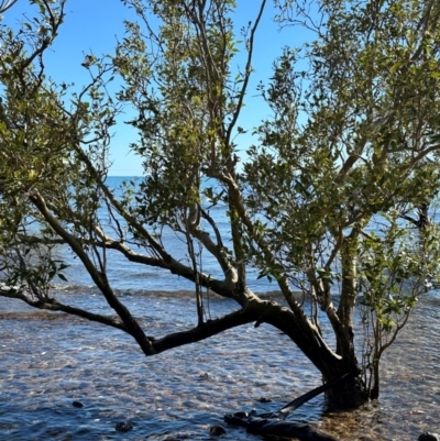 Avicennia marina subsp. australasica at Rollingstone, QLD - 18 Aug 2024 by lbradley