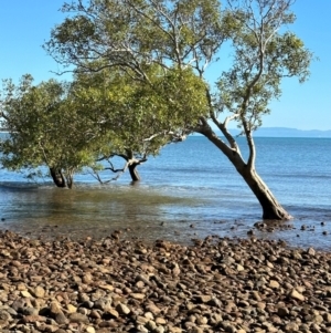 Avicennia marina subsp. australasica at Rollingstone, QLD - 18 Aug 2024 08:59 AM